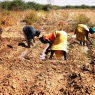 L’agriculture au Sénégal : Un secteur vibrant et porteur d’avenir